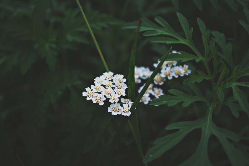 白色花瓣的选择性对焦摄影|4K壁纸,叶子,夏天,大自然,季节,开花,户外,新鲜度,明亮,植物,环境,生长,白花,绿色,美观,背景,色彩,花园,花瓣,选择焦点,鲜花,黑暗-海量高质量免版权图片素材-设计师素材-摄影图片-mitapix-美塔图像