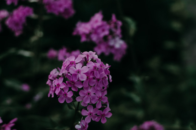 紫色花卉特写摄影|4K壁纸,博客,开花,景深,植物,模糊,焦点,特写,生长,精致,紫色花,美丽,自然,花,花壁纸,花瓣-海量高质量免版权图片素材-设计师素材-摄影图片-mitapix-美塔图像