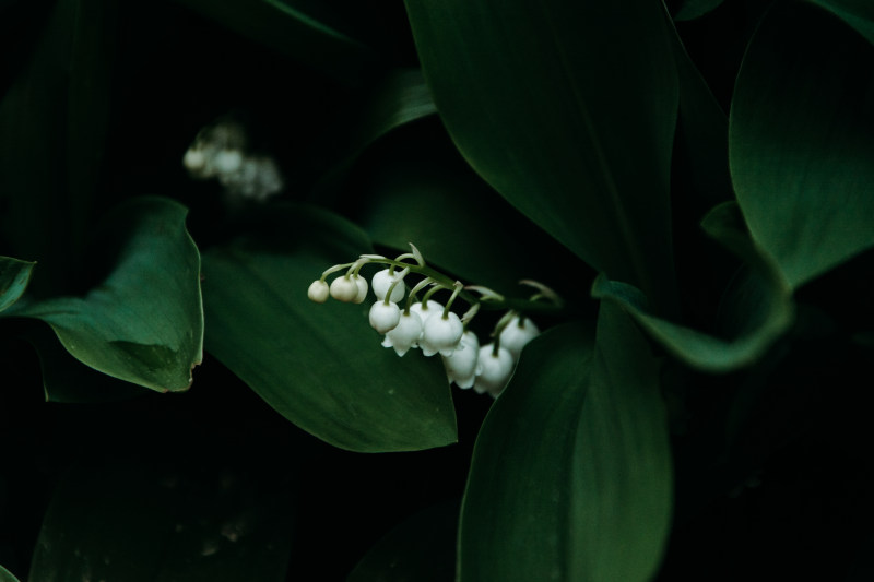 花卉特写摄影|4K壁纸,开花,植物,模糊,焦点,特写,生长,美丽,自然,花,花壁纸,花蕾,芽-海量高质量免版权图片素材-设计师素材-摄影图片-mitapix-美塔图像