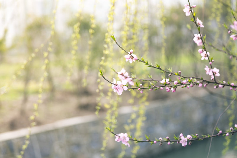 选择聚焦摄影粉红色的花Selective Focus Photography of Pink Flowers|4 k壁纸,分支机构,叶子,味蕾,在户外,增长,布鲁姆,春天的花,景深,植物区系,模糊,焦点,特写镜头,盛开的,精致的,美丽的,花,花壁纸,花瓣,高清壁纸-海量高质量免版权图片素材-设计师素材-摄影图片-mitapix-美塔图像