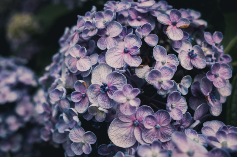 紫绣球花花的特写照片Close-Up Photo of Purple Hydrangea Flowers|4 k壁纸,增长,布鲁姆,开花,景深,植物区系,模糊,淡紫色,焦点,特写镜头,盛开的,精致的,紫色的,绣球花,美丽的,自然,花,花壁纸,花瓣,薰衣草,装饰,高清壁纸-海量高质量免版权图片素材-设计师素材-摄影图片-mitapix-美塔图像