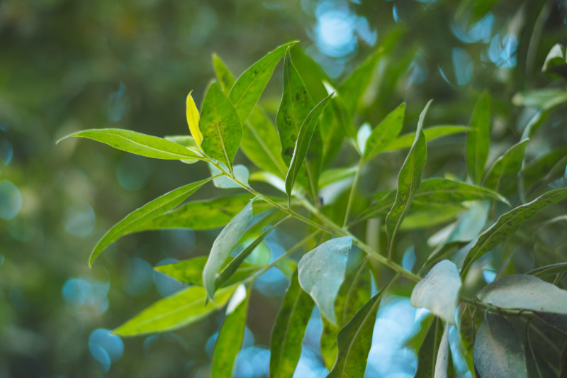 叶子的特写照片Close-Up Photo of Leaves|4 k壁纸,叶子,增长,散景,新鲜,新鲜的,景深,树叶,模糊,焦点,特写镜头,环境,自然,郁郁葱葱的,高清壁纸-海量高质量免版权图片素材-设计师素材-摄影图片-mitapix-美塔图像