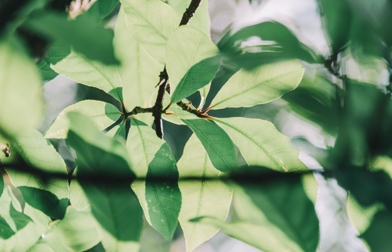 选择聚焦树叶的照片Selective Focus Photo of Leaves|4 k壁纸,叶子,增长,新鲜,新鲜的,景深,模糊,焦点,特写镜头,郁郁葱葱的,高清壁纸-海量高质量免版权图片素材-设计师素材-摄影图片-mitapix-美塔图像