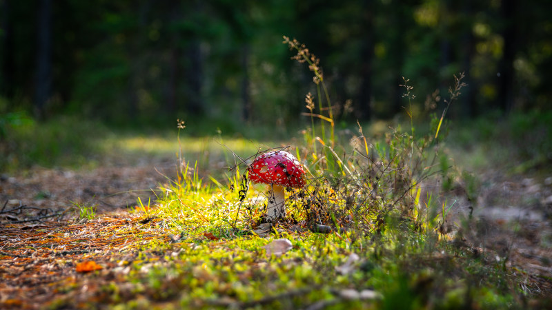 红菇的照片Photo of Red Mushroom|4 k壁纸,叶子,在户外,增长,景深,植物,模糊,焦点,环境,真菌,羊肚菌,自然,草,蘑菇,高清壁纸-海量高质量免版权图片素材-设计师素材-摄影图片-mitapix-美塔图像