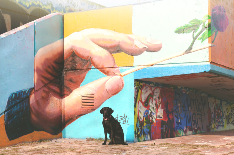 Short-coated黑狗坐在靠近墙艺术Short-coated Black Dog Sitting Near Wall Arts|abstract,Action,animal,art,artist,artistic,Building,color,colorful,creativity,Daylight,Design,Dog,festival,Flower,graffiti,Hand,labrador,landscape,outdoors,painting,recreation,street art,street artist,Travel,vandalism,wall,Water,创造力,动物,墙,夏时制,多彩,娱乐,建筑,户外,手,抽象,拉布拉多,故意破坏,旅游,景观,水,涂鸦,狗,绘画,艺术,艺术家,节日,花卉,行动,街头艺术,街头艺术家,颜色-海量高质量免版权图片素材-设计师素材-摄影图片-mitapix-美塔图像