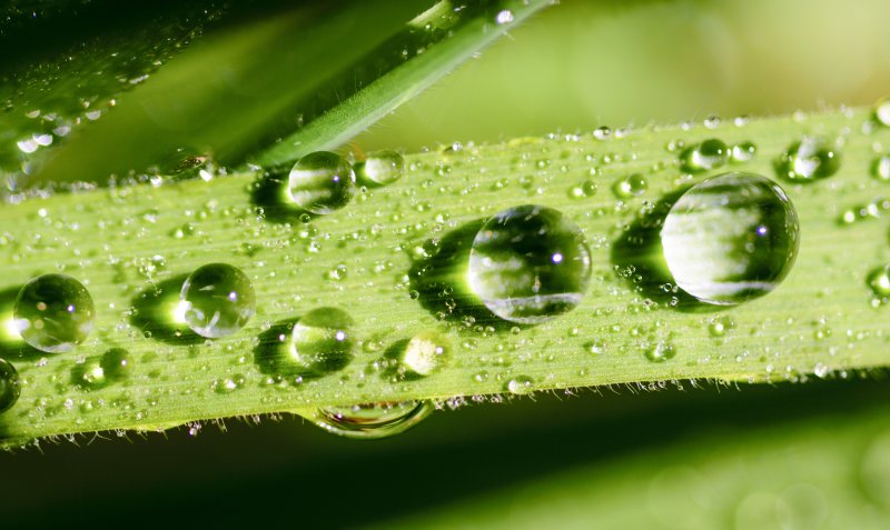 抽象光亮清洁|HDR,亮丽,园林,宏观,摘要,新鲜,树叶,植物,水,水分,水滴,洁净,液体,清新,清澈,湿,焦点,特写,环境,生态,纯净,绿,自然,草,质地,雨滴,露珠-海量高质量免版权图片素材-设计师素材-摄影图片-mitapix-美塔图像