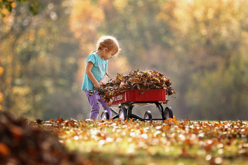 推动马车的孩子的摄影Photography of Child Pushing the Wagon|adorable,adult,autumn leaves,Beautiful,Blur,Child,closeup,Cute,Daylight,depth of field,dried leaves,enjoyment,fall,fall foliage,fallen leaves,Focus,fun,girl,happiness,Kid,Leaves,leisure,little,outdoors,Park,person,Trees,wagon,Young,乐趣,享受,人,休闲,公园,可爱,叶,女孩,孩子,小,干叶子,年轻的,幸福,成人,户外,旅行车,景深,树,焦点,特写镜头,白天,秋叶,秋天,美丽,落叶,迷离,逗人喜爱-海量高质量免版权图片素材-设计师素材-摄影图片-mitapix-美塔图像