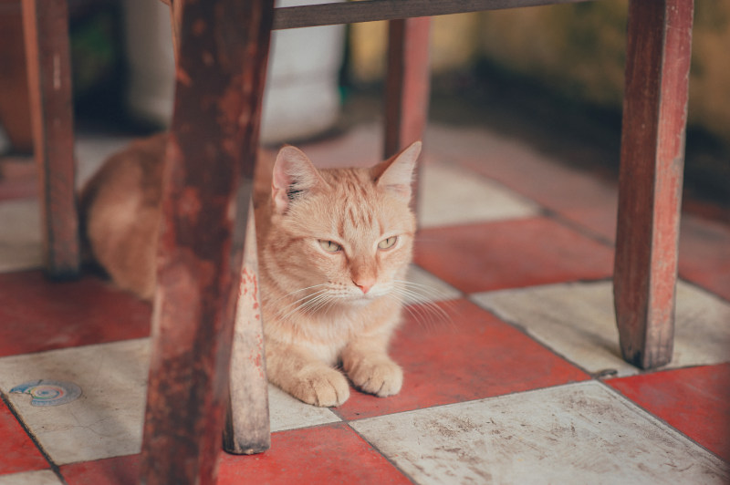 橙色虎斑猫躺在地板上的照片|动物,动物摄影,可爱,宠物,家猫,木头,毛皮,猫,猫咪,猫科,眼睛,胡须,虎斑,躺着-海量高质量免版权图片素材-设计师素材-摄影图片-mitapix-美塔图像