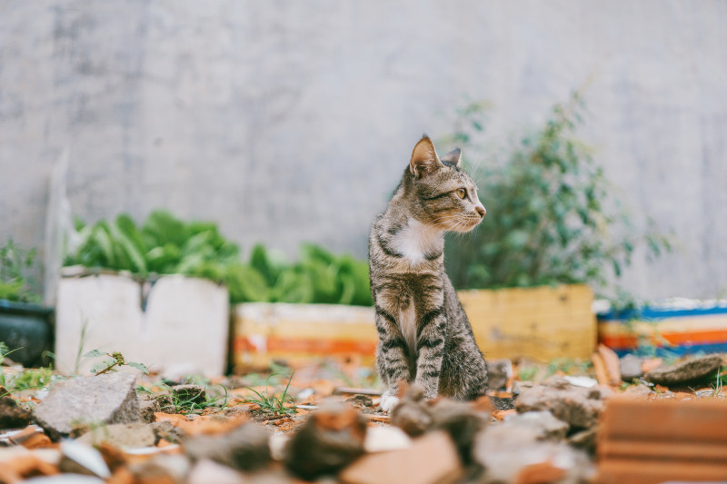 灰斑猫特写摄影|动物,动物摄影,可爱,坐,宠物,家猫,岩石,户外,景深,模糊,毛皮,焦点,特写,猫,猫咪,猫科,瘦,石头,胡须,虎斑-海量高质量免版权图片素材-设计师素材-摄影图片-mitapix-美塔图像