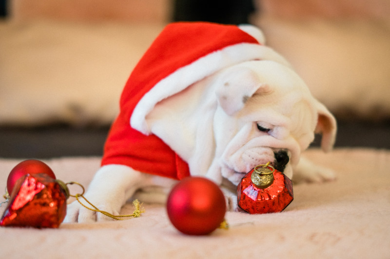 特写照片的公牛狗附近装饰品CloseUp Photo of Bull Dog Near Ornaments|adorable,animal,animal photography,Blur,breed,bulldog,canidae,canine,Christmas,Christmas ornaments,closeup,Cute,Dog,Focus,Pet,playful,purebred,动物,动物摄影,可爱,品种,圣诞节,圣诞饰品,好玩,宠物,斗牛犬,模糊,焦点,特写,犬,犬科,狗,纯种-海量高质量免版权图片素材-设计师素材-摄影图片-mitapix-美塔图像