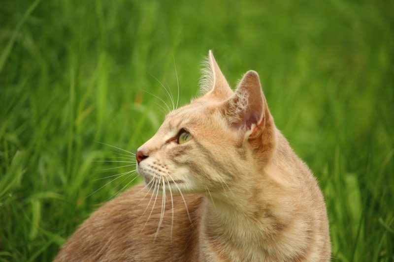 黄褐色的猫白天在绿草旁|侧视图,动物,动物摄影,可爱,哺乳动物,宠物,家猫,模糊,毛皮,焦点,特写,猫,猫科,看起来,眼睛,胡须,草-海量高质量免版权图片素材-设计师素材-摄影图片-mitapix-美塔图像