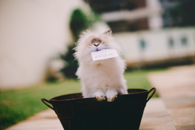 长毛兔子里面饮料浴缸Longhaired Rabbit Inside Beverage Tub|adorable,animal,animal photography,biting,Blur,bunny,Cute,Daylight,fur,Garden,Happy Easter,holding,lionhead,little,mammal,outdoors,Pet,tub,兔子,动物,动物摄影,可爱,咬,哺乳动物,复活节快乐,宠物,小,户外,控股,模糊,毛皮,浴缸,狮子头,白天,花园-海量高质量免版权图片素材-设计师素材-摄影图片-mitapix-美塔图像