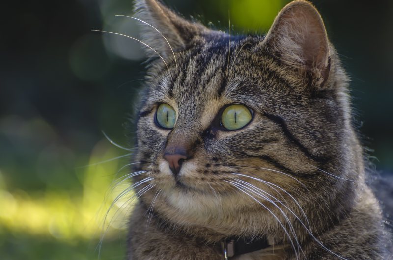 猫的特写肖像|动物,动物世界,动物摄影,动物肖像,博客,可爱,哺乳动物,头,宠物,家养,家养猫,小猫,幼猫,户外,毛皮,特写,猫,猫脸,看起来,眼睛,肖像,胡须,虎斑,鼻子-海量高质量免版权图片素材-设计师素材-摄影图片-mitapix-美塔图像