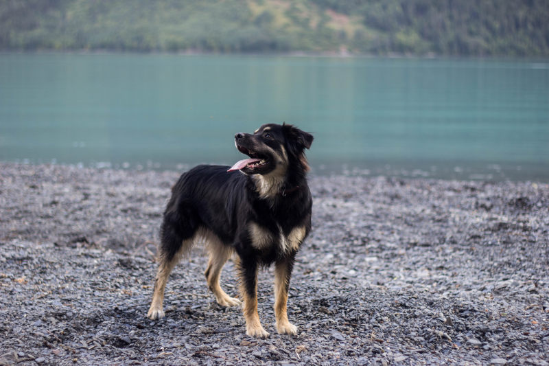 成年黑褐色德国牧羊犬对焦照片|动物,可爱,品种,哺乳动物,娱乐,宠物,家庭,岩石,德国牧羊犬,户外,水,海岸,海滩,湖泊,澳大利亚牧羊犬,焦点,特写,犬,狗,皮毛,系谱,纯种,肖像,风景-海量高质量免版权图片素材-设计师素材-摄影图片-mitapix-美塔图像