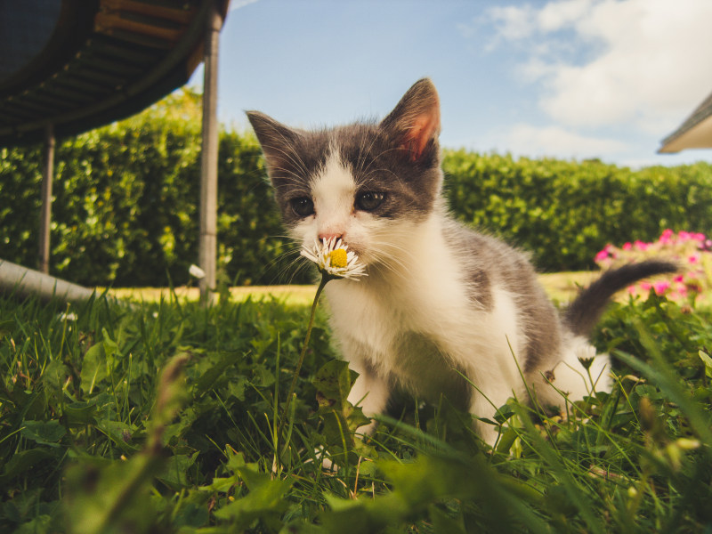 白色和灰色的小猫闻到白色雏菊的花香|免版税的形象,动物,可爱,后院,哺乳动物,坐,婴儿,宠物,家养,小猫,年轻,户外,毛皮,气味,特写,猫,看起来,眼睛,肖像,胡须,花,花园,草,虎斑-海量高质量免版权图片素材-设计师素材-摄影图片-mitapix-美塔图像