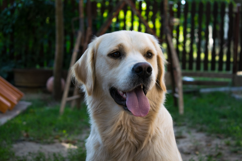 成年金毛猎犬对焦照片|动物,可爱,后院,品种,哺乳动物,宠物,家养,小狗,幼犬,户外,毛皮,特写,犬,狗,猎犬,看,系谱,纯种,肖像,舌头,草-海量高质量免版权图片素材-设计师素材-摄影图片-mitapix-美塔图像