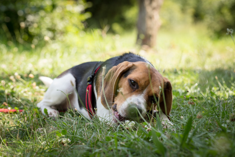 躺在绿色草地上的小猎犬|公园,动物,可爱的,品种,哺乳动物,宠物,家养的,小,小狗,小猎犬,户外,毛皮,牧场,特写,犬,狗,猎犬,田野,系谱,纯种,肖像,草-海量高质量免版权图片素材-设计师素材-摄影图片-mitapix-美塔图像