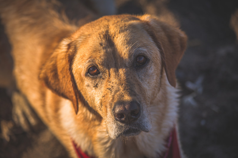 成年金毛猎犬特写摄影|动物,可爱,品种,哺乳动物,坐,宠物,家养,小,小狗,户外,拉布拉多,拉布拉多猎犬,毛皮,毛茸茸的,特写,犬,狗,猎犬,看起来,眼睛,纯种,美丽,美丽的眼睛,肖像,肮脏,血统,金黄色-海量高质量免版权图片素材-设计师素材-摄影图片-mitapix-美塔图像