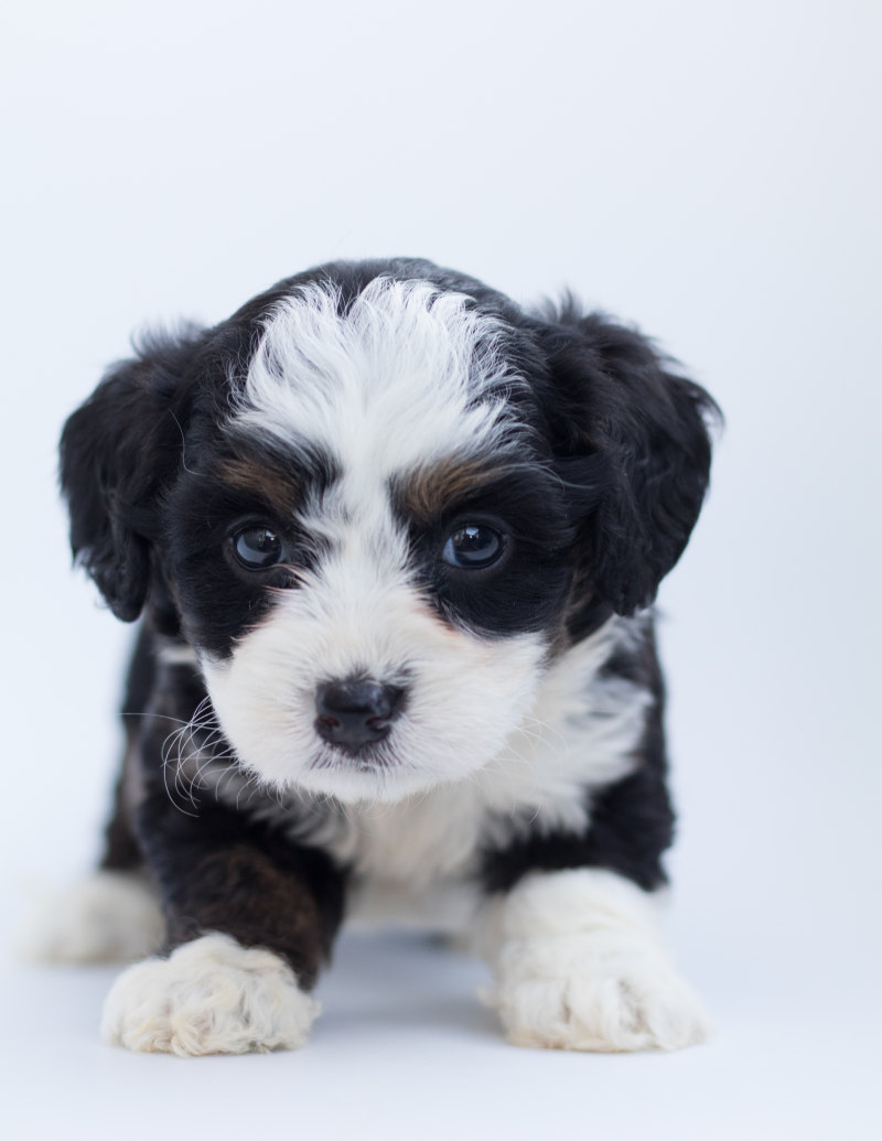 黑色和白色马耳他的小狗Black and White Maltese Puppy|adorable,animal,bernedoodle,bernese mountain dog,breed,canine,Close-up,Cute,Dog,domestic,doodle,eyes,fur,little,looking,mammal,pedigree,Pet,poodle,Portrait,puppy,purebred,studio,whelp,Young,下崽,伯尔尼山犬,动物,可爱,品种,哺乳动物,国内,宠物,小小,小狗,工作室,年轻,查找,毛皮,涂鸦,犬,狗,眼睛,纯种,肖像,谱系,贵宾犬-海量高质量免版权图片素材-设计师素材-摄影图片-mitapix-美塔图像