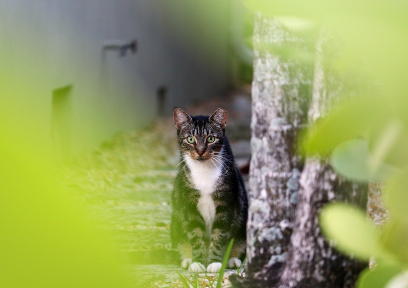 坐在树旁的白猫和灰猫|动物的,可爱的,坐着的,大猫,宠物,家养的,小猫,幼崽,户外的,树,毛皮,猫,猫科动物,看起来像哺乳动物的,花园,虎斑猫-海量高质量免版权图片素材-设计师素材-摄影图片-mitapix-美塔图像