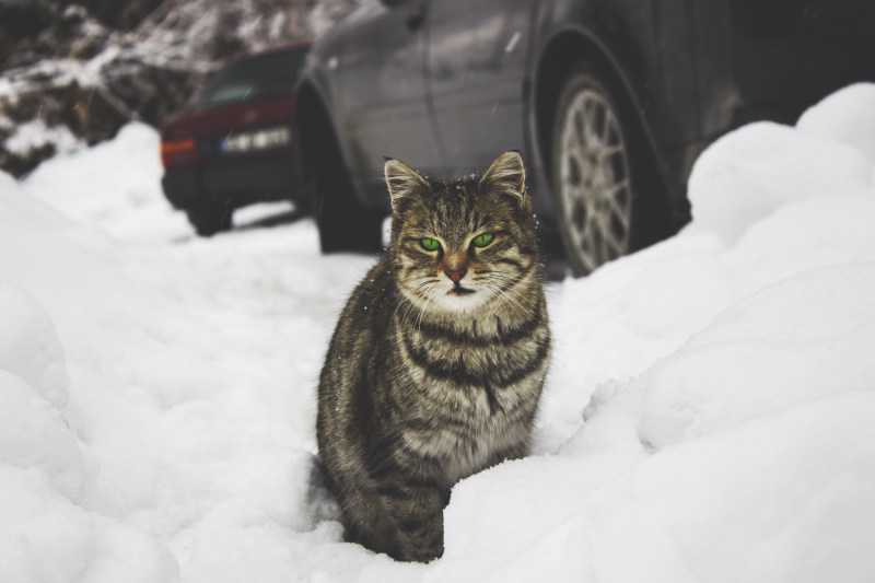 可爱的动物大猫|公共领域的图像,冬天,冰,动物,可爱,哺乳动物,坐,大猫,宠物,家庭,寒冷,小猫,年轻,户外,日光,毛皮,汽车,特写,猫,看起来,眼睛,胡须,虎斑,雪,霜冻-海量高质量免版权图片素材-设计师素材-摄影图片-mitapix-美塔图像