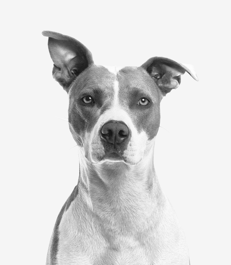 特写的照片Short-coated白色和灰色的狗Closeup Photo of Short-coated White and Gray Dog|adorable,animal,black-and-white,breed,canine,Close-up,Cute,Dog,domestic,domestic animal,funny,fur,little,looking,mammal,monochrome,pedigree,Pet,Portrait,puppy,purebred,SIT,studio,terrier,Young,动物,单色,可爱,品种,哺乳动物,国内,国内动物,坐,宠物,小小,小狗,工作室,年轻,搞笑,查找,梗,毛皮,犬,狗,纯种,肖像,谱系,黑色和白色-海量高质量免版权图片素材-设计师素材-摄影图片-mitapix-美塔图像