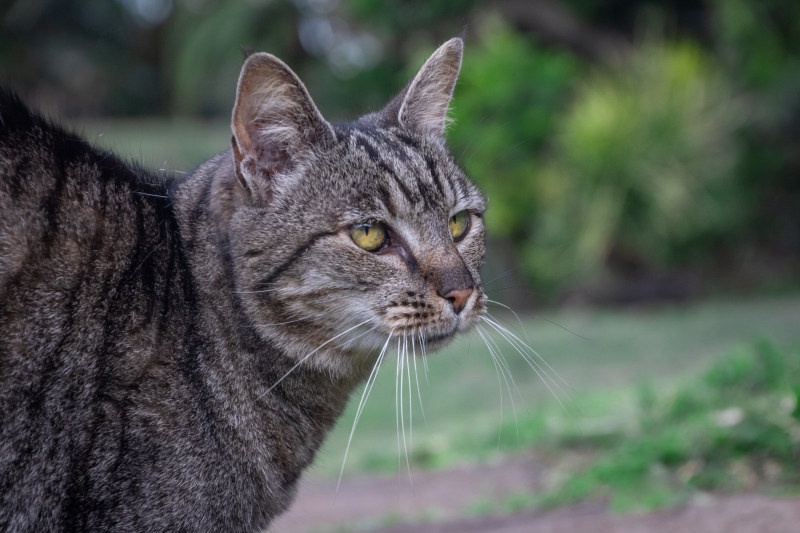 灰猫特写照片|动物,可爱,哺乳动物,宠物,家养,家养猫,小猫,年轻的,模糊,毛皮,灰色,焦点,特写,猫,看起来,绒毛,肖像,胡须,虎斑,野生的-海量高质量免版权图片素材-设计师素材-摄影图片-mitapix-美塔图像