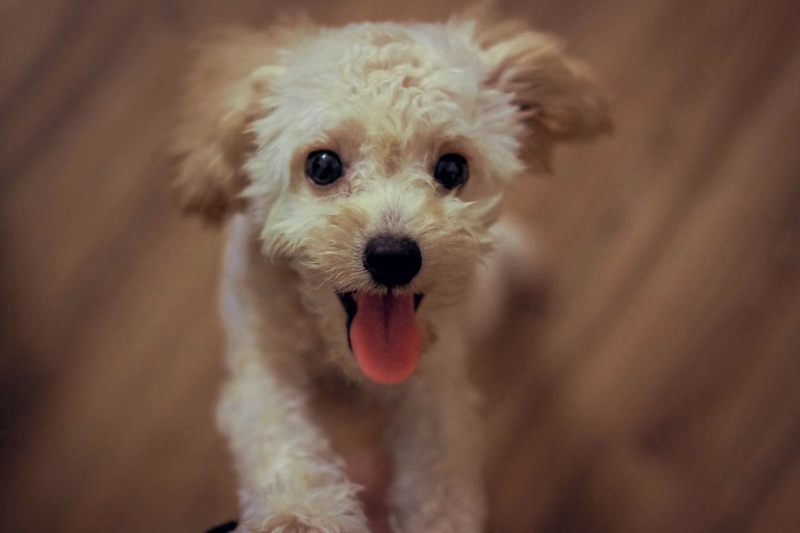 奶油玩具贵宾犬Cream Toy Poodle|adorable,animal,Blur,canine,closeup,Cute,Dog,domestic,domesticated,eyes,fur,little,looking,mammal,Pet,Portrait,puppy,tongue,White,Young,动物,可爱,哺乳动物,国内,宠物,小,小狗,年轻,模糊,毛皮,特写,犬,狗,白色,看,眼睛,肖像,舌头,驯化-海量高质量免版权图片素材-设计师素材-摄影图片-mitapix-美塔图像