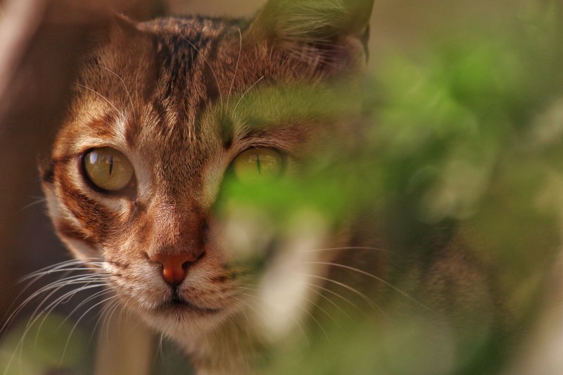 褐色虎斑猫选择性对焦照片|动物,可爱,哺乳动物,坐,好奇心,宠物,家养,家猫,小猫,年轻,模糊,毛皮,焦点,特写,猫,猫脸,看起来,眼睛,绒毛,肖像,胡须,虎斑猫-海量高质量免版权图片素材-设计师素材-摄影图片-mitapix-美塔图像