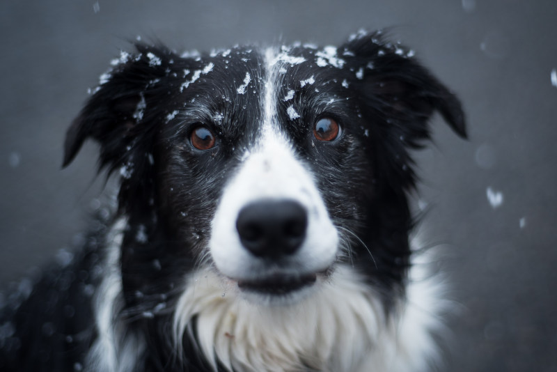 选择性焦点摄影的成人黑色和白色边境牧羊犬Selective Focus Photography of Adult Black and White Border Collie|adorable,animal,border collie,breed,canine,closeup,Cute,Dog,domestic,eyes,fur,head,looking,mammal,outdoors,pedigree,Pet,Portrait,purebred,snow,snowing,Young,下雪,动物,可爱,品种,哺乳动物,国内,头,宠物,年轻的,户外,毛皮,特写,犬,狗,看,眼睛,纯种,肖像,谱系,边境牧羊犬,雪-海量高质量免版权图片素材-设计师素材-摄影图片-mitapix-美塔图像