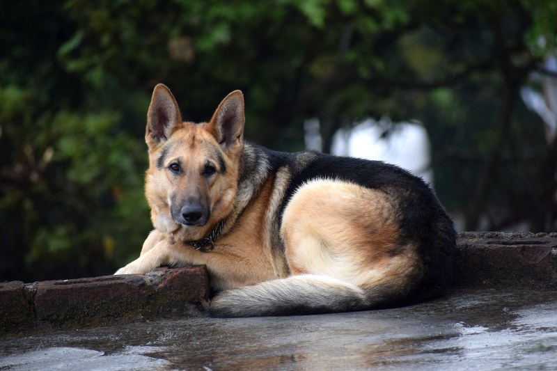 躺在地板上的成年黑褐色德国牧羊犬|动物,可爱,品种,哺乳动物,宠物,家养,户外,毛皮,犬,狗,猎犬,眼睛,纯种,血统,长相-海量高质量免版权图片素材-设计师素材-摄影图片-mitapix-美塔图像