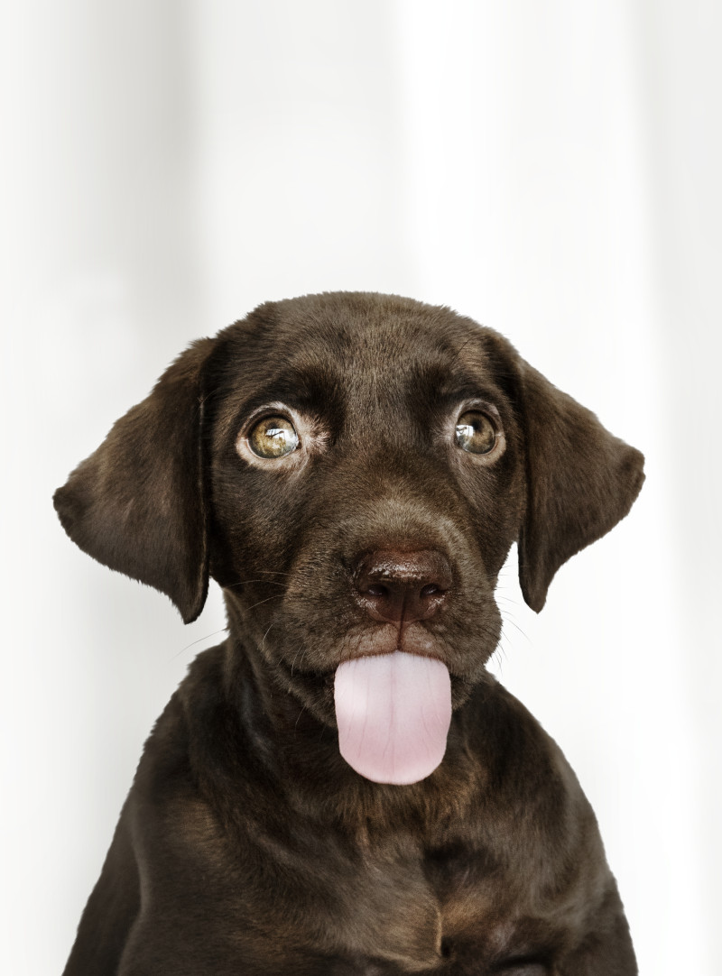 特写棕色拉布拉多猎犬小狗的照片Close-up Photo of Brownish Labrador Retriever Puppy|动物,可爱的,品种,哺乳动物,宠物,家畜,小狗,小狗的眼睛,拉布拉多寻回犬,气喘吁吁,特写镜头,犬类,狗,白色背景,褐色-海量高质量免版权图片素材-设计师素材-摄影图片-mitapix-美塔图像