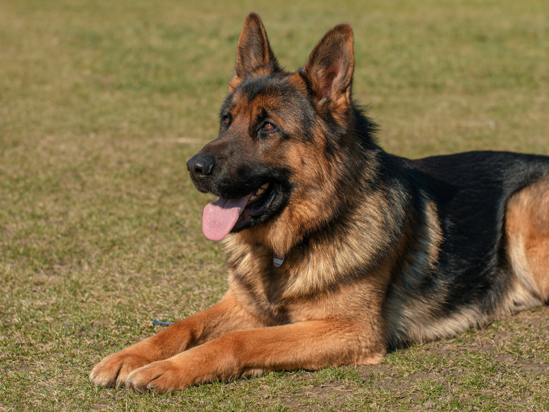 成人德国牧羊犬在草地上Adult German Shepherd on Grass Field|adorable,animal,breed,canine,Cute,Dog,domestic,fur,german shepherd,Grass,guard,hound,looking,loyal,mammal,outdoors,pedigree,Pet,Portrait,puppy,purebred,SIT,summer,动物,可爱,品种,哺乳动物,国内,坐,夏天,宠物,寻找,小狗,德国牧羊犬,忠诚,户外,毛皮,犬,狗,猎犬,纯种,肖像,草,警卫队,谱系-海量高质量免版权图片素材-设计师素材-摄影图片-mitapix-美塔图像