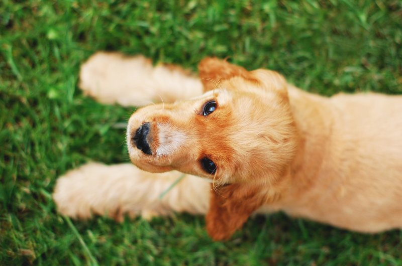 躺在草地上的长涂棕色小狗Longcoated Brown Puppy Lying on Grass Field|adorable,animal,breed,canine,closeup,cocker spaniel,cocker spaniel english,Cute,Dog,domestic,Field,from above,fur,Grass,green,lawn,little,looking,mammal,pedigree,Pet,Portrait,puppy,purebred,spaniel,summer,Sweet,Young,从上面,动物,可卡犬,可卡犬英语,可爱,品种,哺乳动物,国内,夏天,字段,宠物,寻找,小,小狗,年轻的,毛皮,特写,犬,狗,甜,纯种,绿色,肖像,草,草坪,谱系,长毛狗-海量高质量免版权图片素材-设计师素材-摄影图片-mitapix-美塔图像