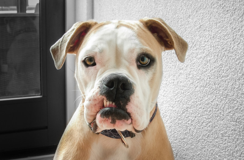 特写照片成人白色和谭美国斗牛犬壁附近Closeup Photo of Adult White and Tan American Bulldog Near Wall|adorable,animal,breed,bulldog,canine,closeup,color,Cute,Dog,domestic,eyes,funny,fur,looking,mammal,pedigree,Pet,Portrait,puppy,purebred,SIT,wall,动物,可爱,品种,哺乳动物,国内,坐,墙,宠物,小狗,搞笑,斗牛犬,毛皮,特写,犬,狗,看,眼睛,纯种,肖像,谱系,颜色-海量高质量免版权图片素材-设计师素材-摄影图片-mitapix-美塔图像