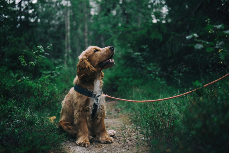 坐在草地旁边的英国可卡犬小狗|动物,可卡犬,可爱,哺乳动物,宠物,家畜,小狗,户外,犬,狗,瑞典-海量高质量免版权图片素材-设计师素材-摄影图片-mitapix-美塔图像