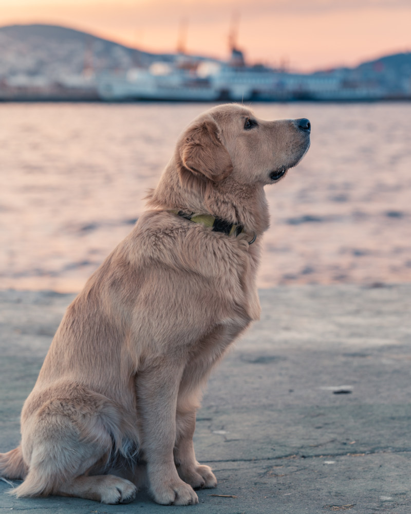 拉布拉多在水体附近找回Labrador Retrieve Near Body Of Water|adorable,animal,canine,Cute,Dog,domestic animal,mammal,Pet,动物,可爱,哺乳动物,宠物,家畜,犬,狗-海量高质量免版权图片素材-设计师素材-摄影图片-mitapix-美塔图像