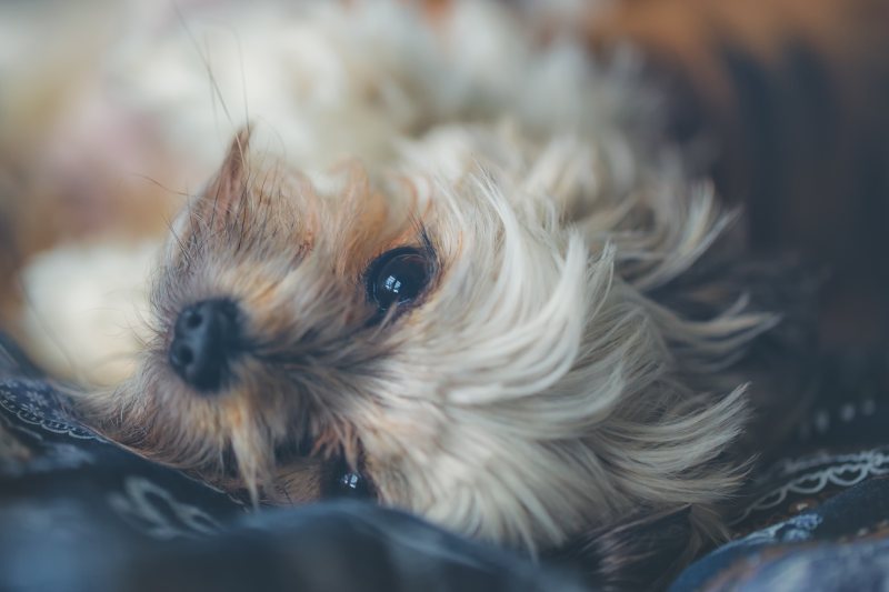 可爱的动物犬|动物的,可爱的,宠物的,小狗的,毛茸茸的,特写,狗的-海量高质量免版权图片素材-设计师素材-摄影图片-mitapix-美塔图像