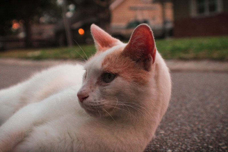 白色和橙色的猫躺在人行道上|动物,可爱,哺乳动物,宠物,家养,小猫,幼猫,户外,流浪猫,特写,猫,皮毛,眼睛,肖像,胡须,虎斑猫,道路,长相,鼻子-海量高质量免版权图片素材-设计师素材-摄影图片-mitapix-美塔图像