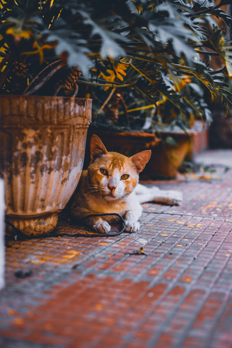 灰色花瓶旁的棕色猫|动物的,可爱的,宠物,家养的,小猫,幼猫,户外的,有趣的,植物,毛皮的,猫的,猫科的,猫脸的,看起来像哺乳动物的,秋天的,肖像,胡须,花瓶,虎斑猫-海量高质量免版权图片素材-设计师素材-摄影图片-mitapix-美塔图像