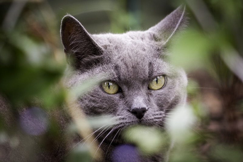 短毛灰猫的选择性对焦摄影|动物,可爱,哺乳动物,头,头发,宠物,家养,家养猫,小猫,幼猫,景深,毛皮,特写,猫,猫脸,眼睛,肖像,胡须,脸,虎斑猫,长相-海量高质量免版权图片素材-设计师素材-摄影图片-mitapix-美塔图像