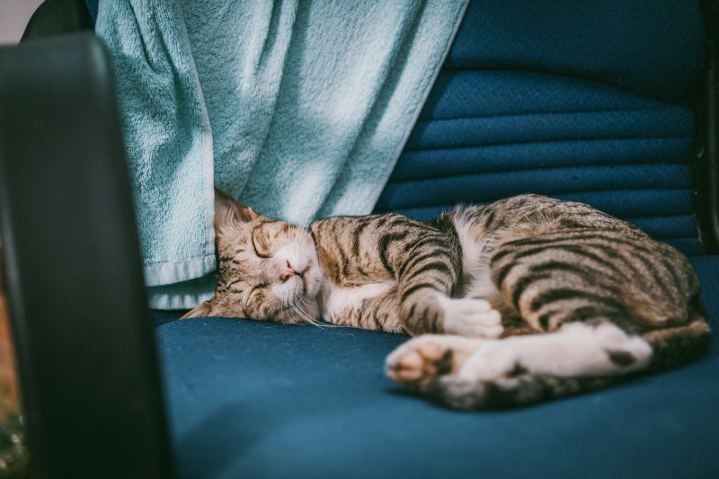 银斑猫躺在茶垫椅子上|动物,可爱,哺乳动物,宠物,室内,家养,家养猫,小猫,幼猫,椅子,毛皮,特写,猫,睡眠,胡须,虎斑,长相-海量高质量免版权图片素材-设计师素材-摄影图片-mitapix-美塔图像