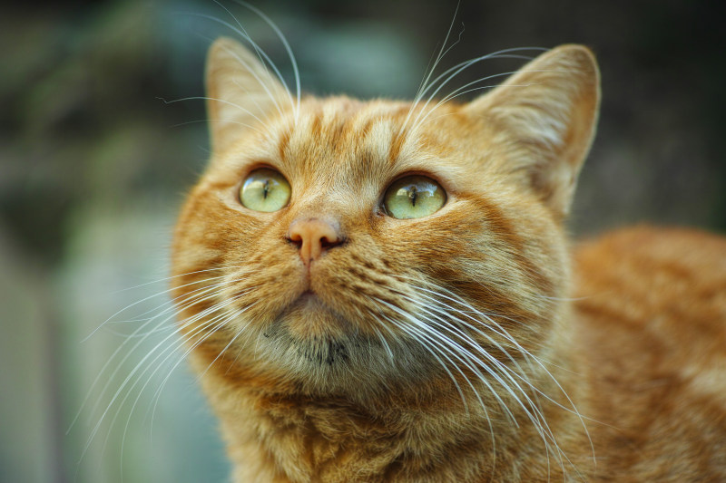 橙色虎斑猫仰视|动物,可爱,哺乳动物,头,宠物,家养,家养猫,小动物,小猫,户外,摄影,橙色,毛皮,特写,猫,眼睛,肖像,胡须,虎斑猫,长相,颜色,鼻子-海量高质量免版权图片素材-设计师素材-摄影图片-mitapix-美塔图像