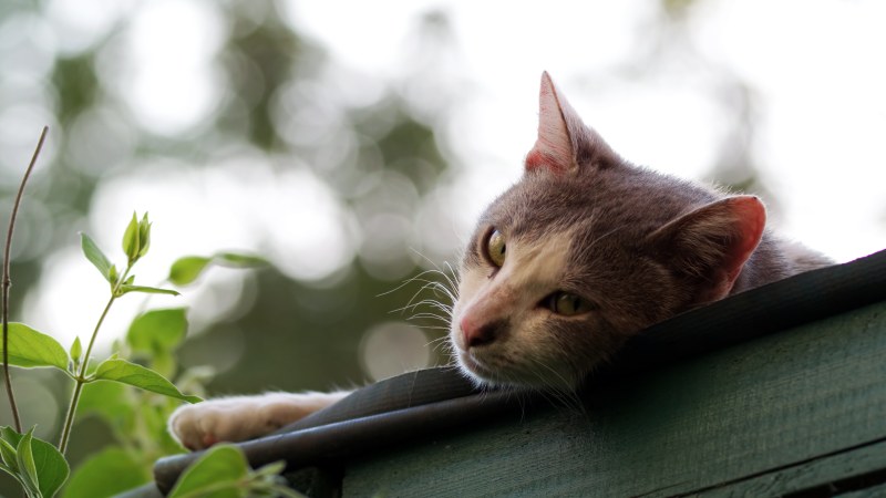 猫的选择性关注摄影LSelective Focus Photography Of Cat L|动物,可爱的,哺乳动物,基蒂,宠物,家畜,小,小猫,猫-海量高质量免版权图片素材-设计师素材-摄影图片-mitapix-美塔图像