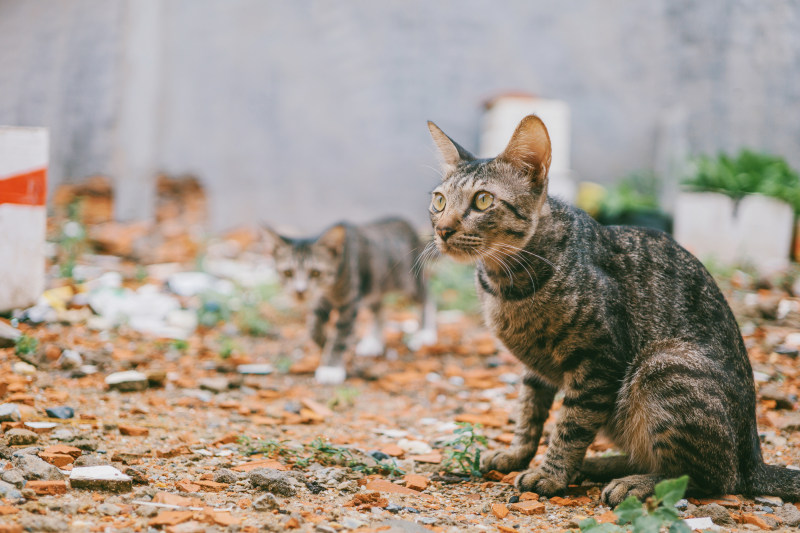 两只灰色的虎斑猫在户外|动物,可爱的,哺乳动物,坐,宠物,家养的,小猫,幼猫,户外,猫,皮毛,看起来,胡须,虎斑-海量高质量免版权图片素材-设计师素材-摄影图片-mitapix-美塔图像