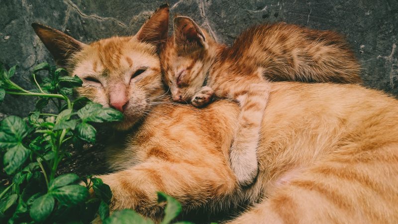 橙色虎斑猫和小猫|动物,动物摄影,可爱,哺乳动物,宠物,家庭,小,小猫,幼小,户外,树叶,植物,毛皮,父母,特写,猫,猫脸,甜蜜,看起来,睡眠,胡须,虎斑-海量高质量免版权图片素材-设计师素材-摄影图片-mitapix-美塔图像