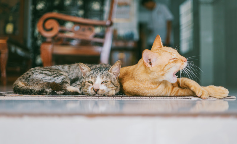 两只橙色和棕色的猫斜倚在棕色地毯上|动物,可爱,哺乳动物,好奇心,宠物,家养,家养动物,小,幼猫,毛皮,猫,看起来,眼睛,胡须,虎斑-海量高质量免版权图片素材-设计师素材-摄影图片-mitapix-美塔图像