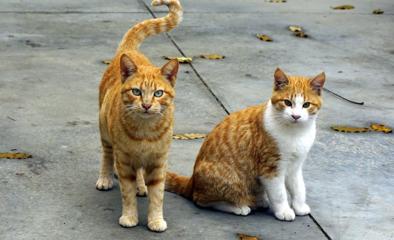 可爱的动物猫|动物,可爱的,宠物,家畜,爪子,猫-海量高质量免版权图片素材-设计师素材-摄影图片-mitapix-美塔图像