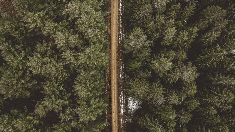 松树间道路的空中拍摄-冷杉,季节,常绿树,户外,松树,树叶,树木,树林,森林,植物,环境,空中摄影,纹理,背景,自然摄影,苍蝇,道路,针叶树,雄蜂,风景-海量高质量免版权图片素材-设计师素材-摄影图片-mitapix-美塔图像