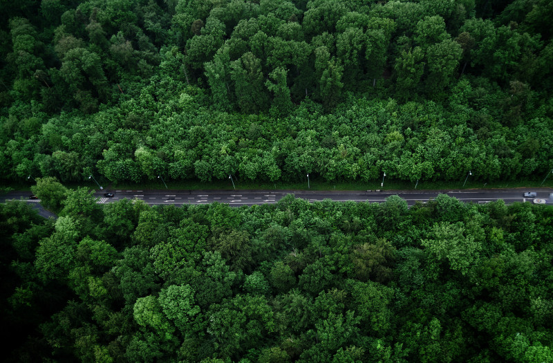 有树道路鸟瞰图|乡村,户外,日光,景观,树木,树林,森林,深绿色,环境,生长,空中拍摄,绿色,自然,道路,风景,鸟瞰-海量高质量免版权图片素材-设计师素材-摄影图片-mitapix-美塔图像